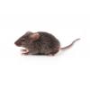 鼠源性成分核酸检测试剂盒