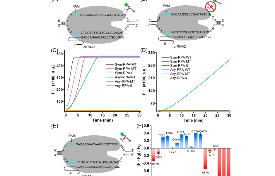 研究影响IF8.9完全摆脱PAM序列限制：利用CRISPR/Cas12a和ERA技术进行非对称RPA的核酸测定
