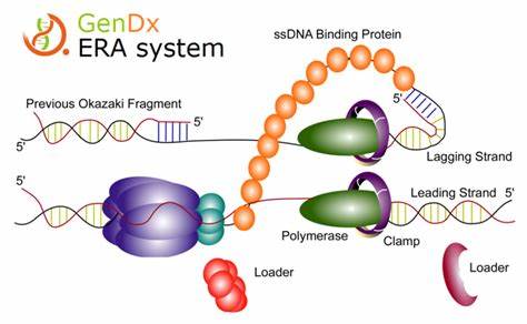 研究 | 先达RT-ERA技术助力CRISPR/Cas12a快速便携式检测新型冠状病毒 (IF: 6.947)