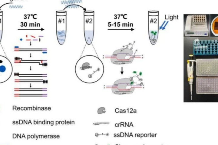 研究 | 基于ERA技术的 CRISPR/Cas12a-assisted快速鉴定啤酒腐败菌