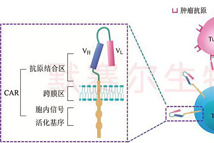 最近大火的CART疗法到底是怎么回事儿？