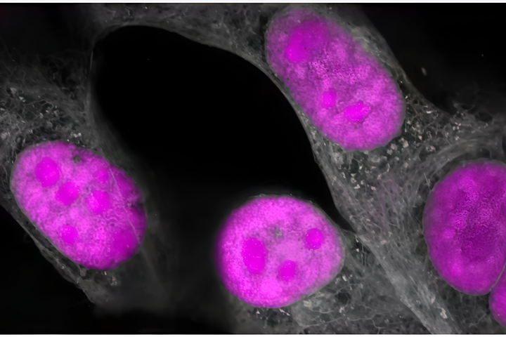 CRISPR/Cas最新研究进展