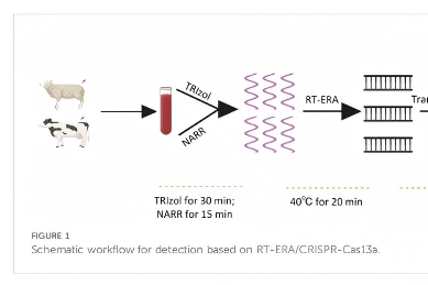 突破传统桎梏!RT-ERA结合Cas13a 赋能蓝舌病病毒快速现场精准检测