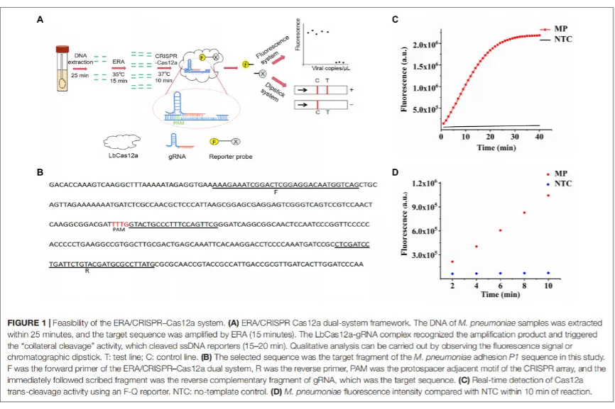 高效靶向:ERA 基础扩增试剂的性能表征与科研价值挖掘