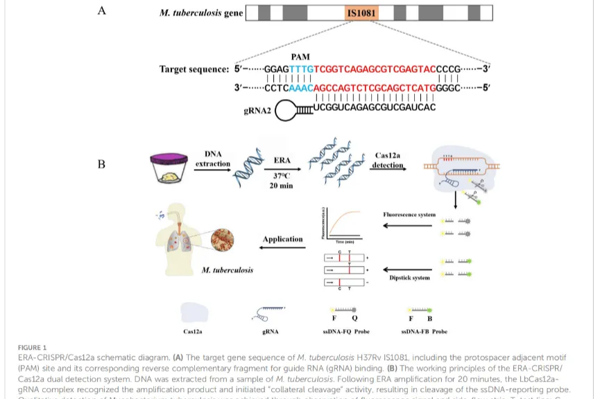 靶向 IS1081 基因:ERA 技术赋能结核分枝杆菌快速检测体系建立与验证